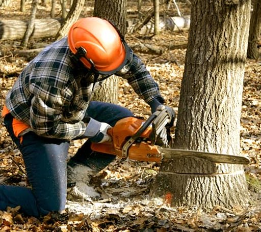Tree Removal in Ocean Park, WA